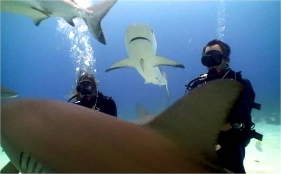 Mergulho com tubarões feito em Nassau - Bahamas